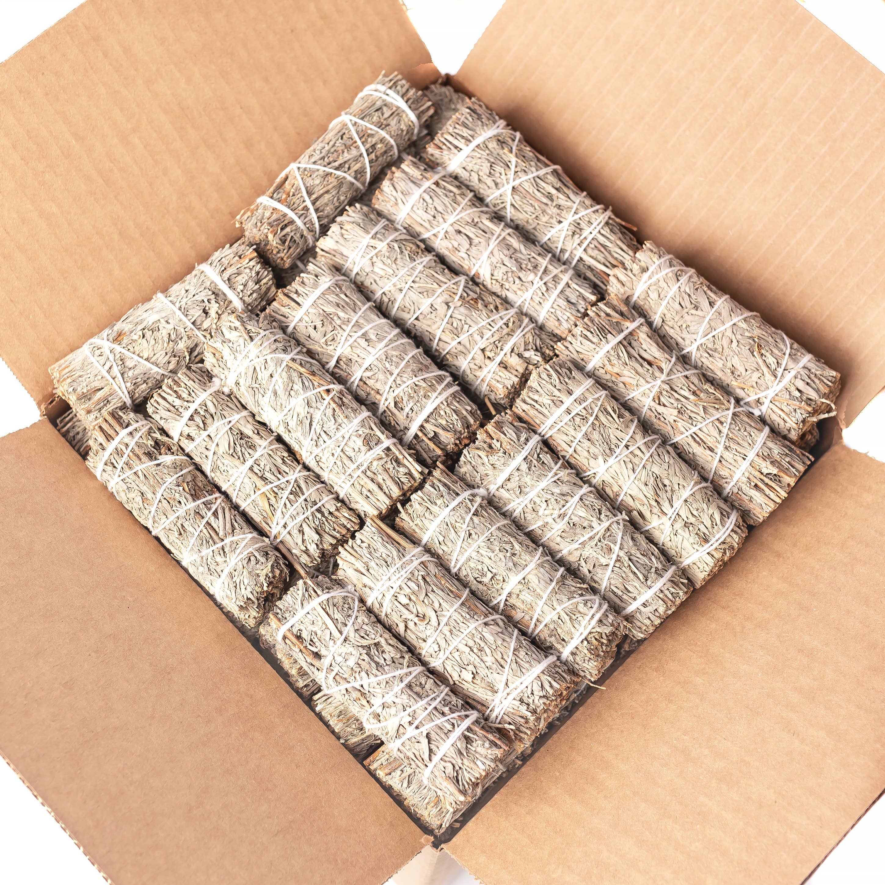 Blue Sage (Grandmother Sage) Bulk (25 PACK)