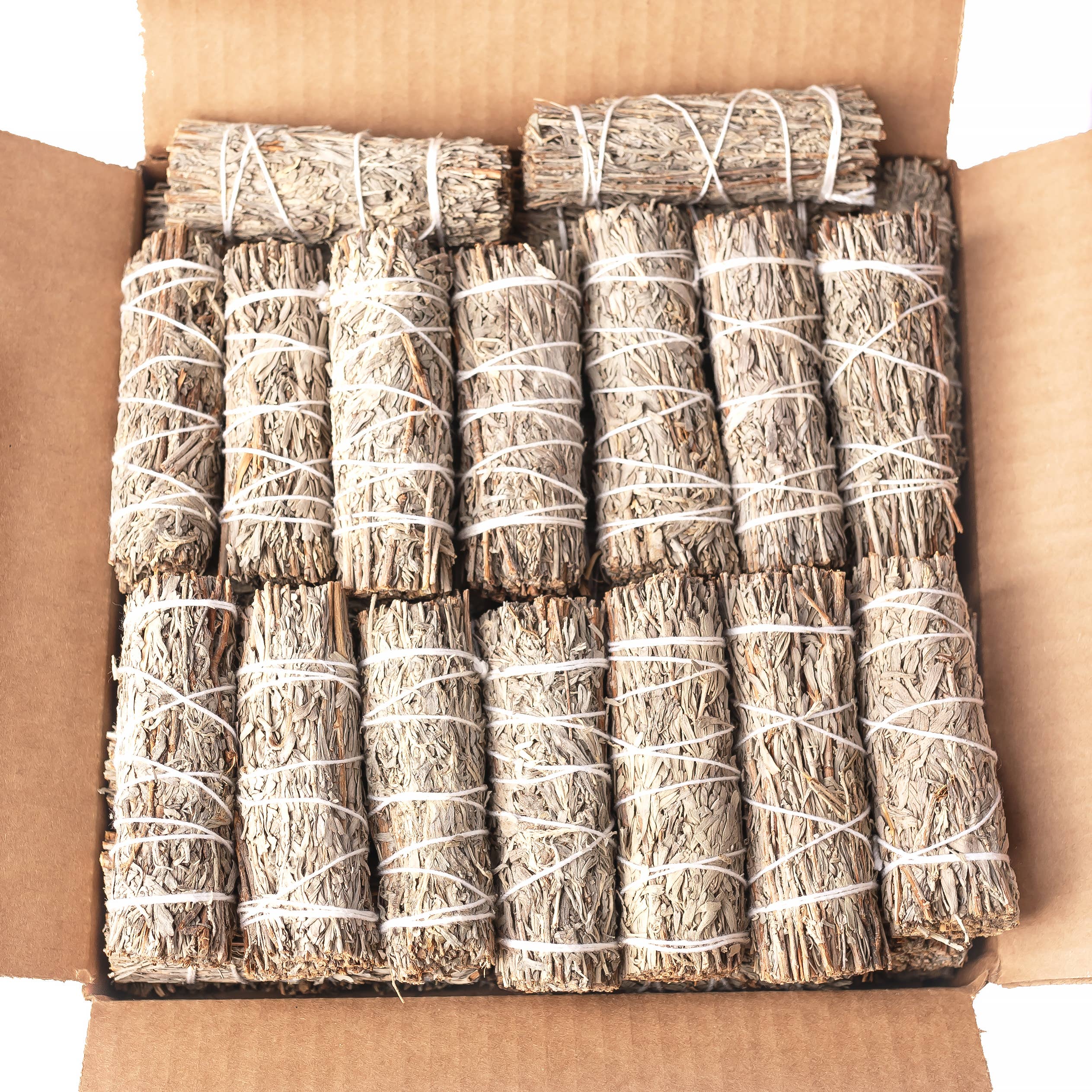 Blue Sage (Grandmother Sage) Bulk (25 PACK)